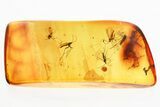 Fossil Dark-Winged Fungus Gnats and True Midge in Baltic Amber #357705-1